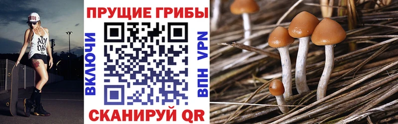 Купить где  Надым  Галлюциногенные грибы Psilocybe 